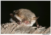 Daubentons Bat 
